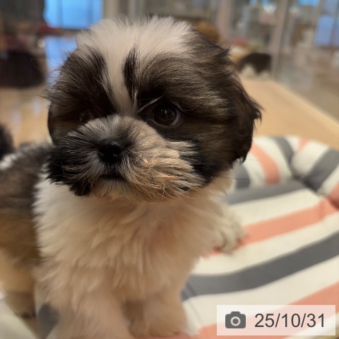 シー・ズーの写真