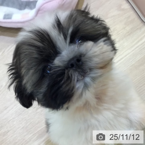 千葉県のシーズー (ペットプラス 八千代緑が丘店/2025年8月29日生まれ/男の子/ホワイトゴールド)の子犬の4枚目の画像