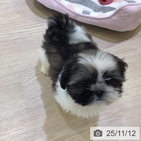 千葉県のシーズー (ペットプラス 八千代緑が丘店/2025年8月29日生まれ/男の子/ホワイトゴールド)の子犬の3枚目の画像