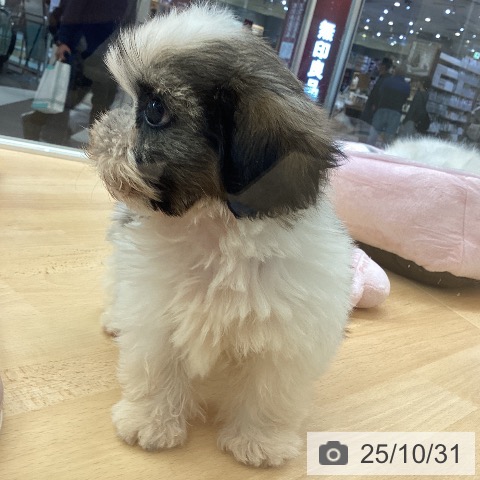 シー・ズーの写真