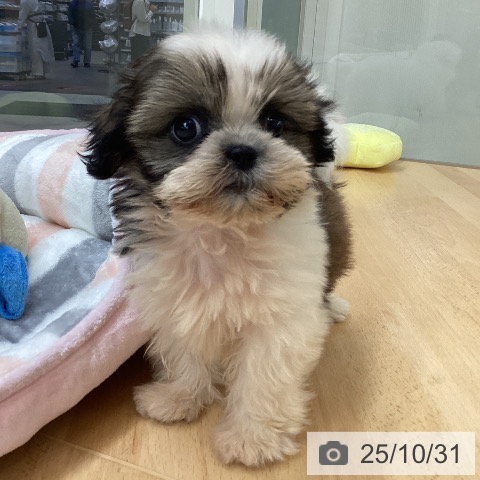 シー・ズーの写真