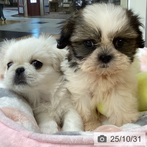 シー・ズーの写真