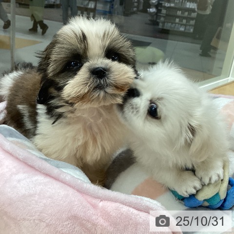 シー・ズーの写真