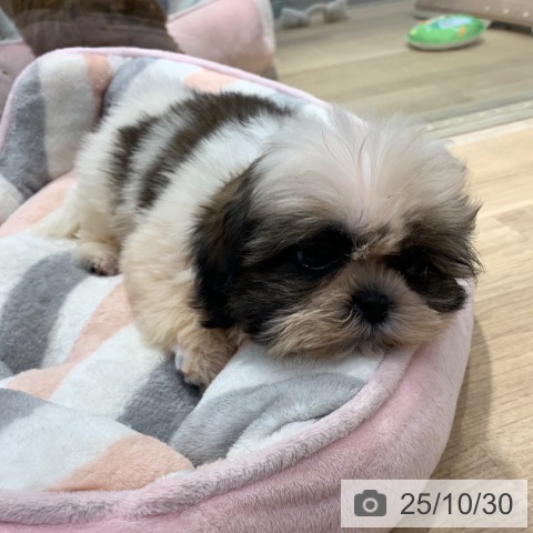 シー・ズーの写真