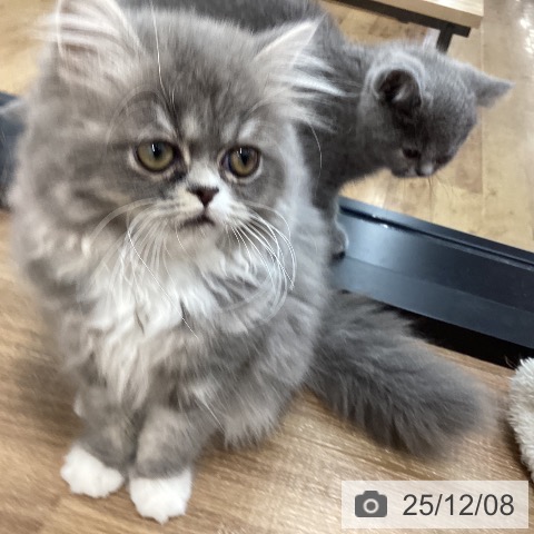 茨城県のスコティッシュフォールド (ペッツワン 阿見店/2025年8月22日生まれ/女の子/ブルーホワイト)の子猫の4枚目の画像