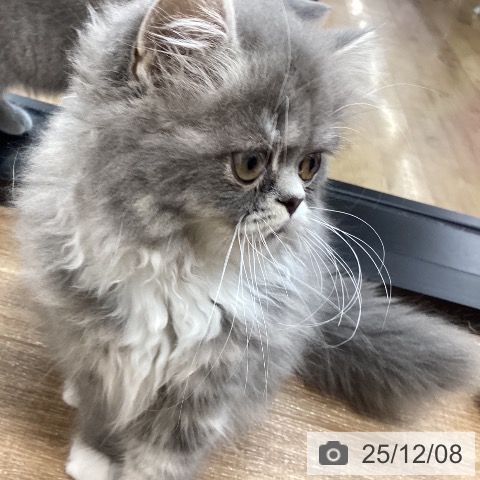 茨城県のスコティッシュフォールド (ペッツワン 阿見店/2025年8月22日生まれ/女の子/ブルーホワイト)の子猫の3枚目の画像