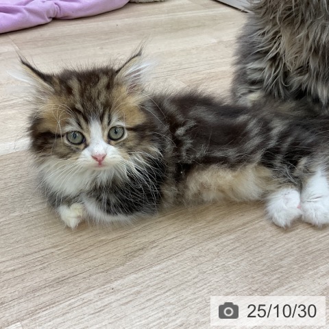 マンチカンの写真