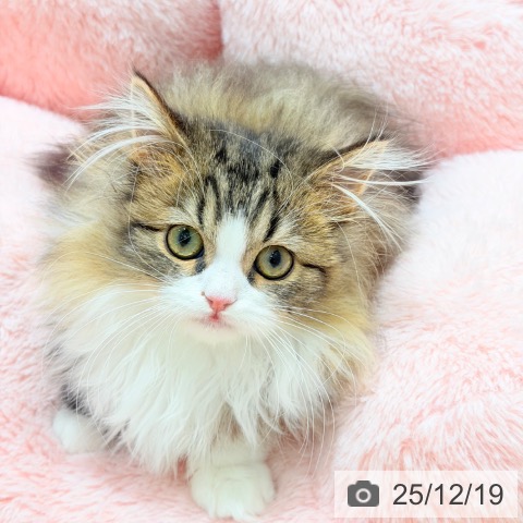 マンチカンの写真