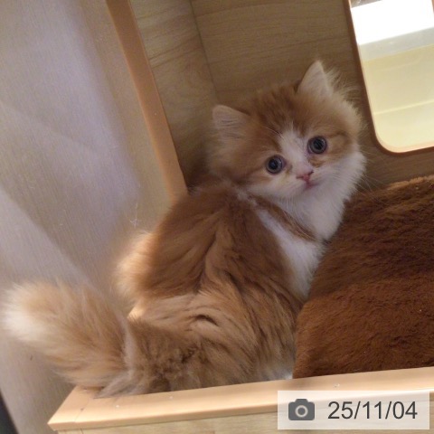 マンチカンの写真