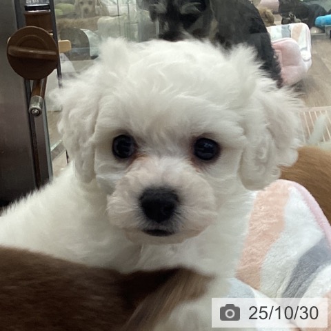 ビション・フリーゼの写真