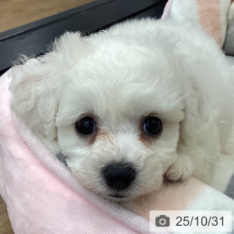 ビション・フリーゼの写真