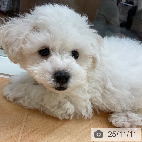 ビション・フリーゼの写真