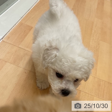 ビション・フリーゼの写真