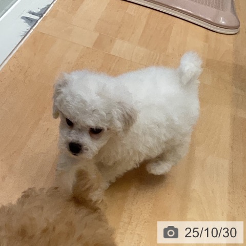 ビション・フリーゼの写真