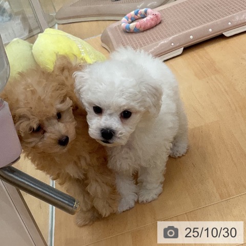 ビション・フリーゼの写真