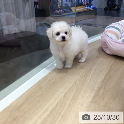 ビション・フリーゼの写真