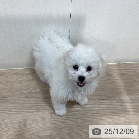 千葉県のビションフリーゼ (ペットプラス 柏店/2025年8月30日生まれ/男の子/ホワイト)の子犬の4枚目の画像