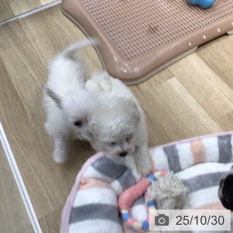 ビション・フリーゼの写真