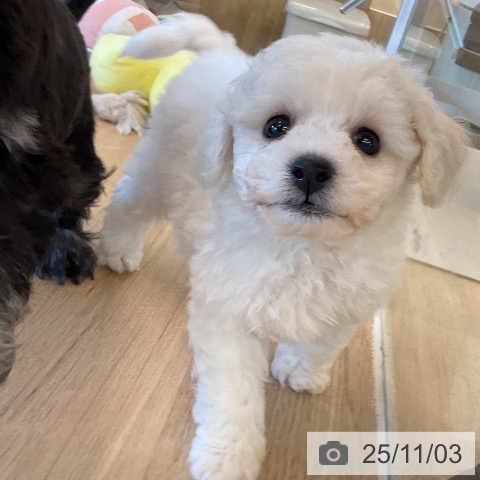 ビション・フリーゼの写真