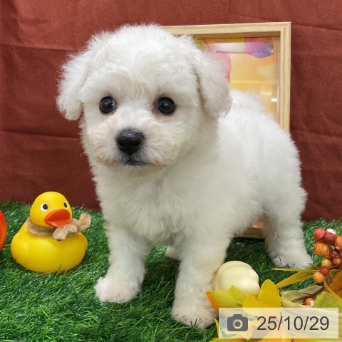 ビション・フリーゼの写真