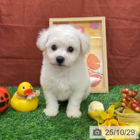 ビション・フリーゼの写真