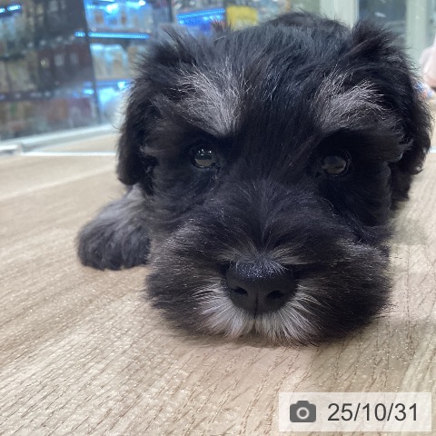 ミニチュア・シュナウザーの写真