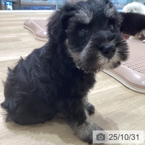 ミニチュア・シュナウザーの写真