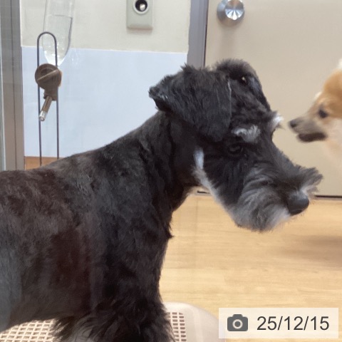 神奈川県のミニチュアシュナウザー (ペッツワン 横須賀久里浜店/2025年8月30日生まれ/男の子/ブラックシルバー)の子犬の4枚目の画像