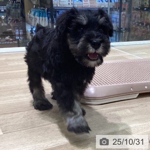 ミニチュア・シュナウザーの写真