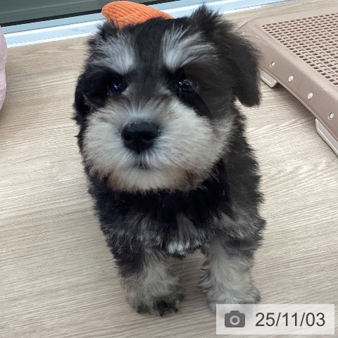 ミニチュア・シュナウザーの写真