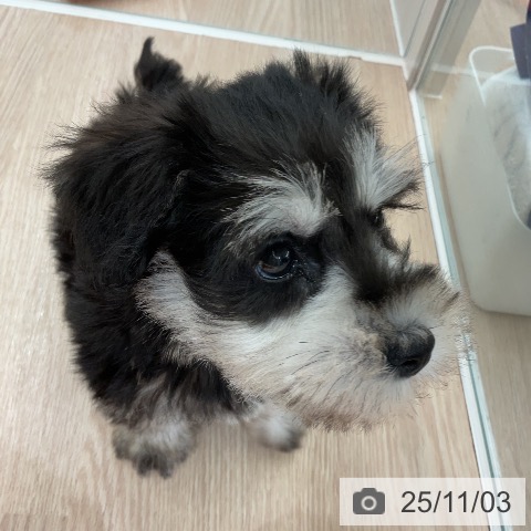 ミニチュア・シュナウザーの写真