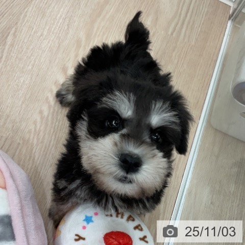 ミニチュア・シュナウザーの写真