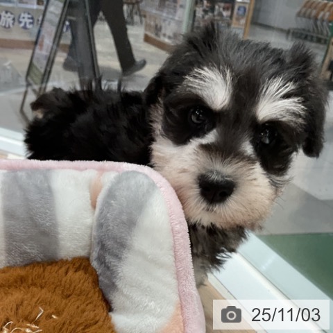 ミニチュア・シュナウザーの写真