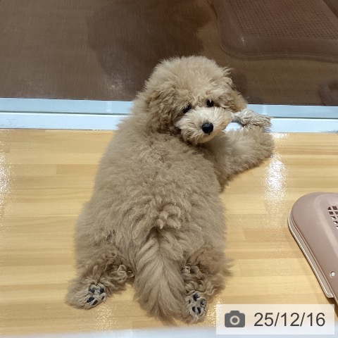 トイ・プードルの写真