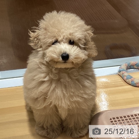 トイ・プードルの写真