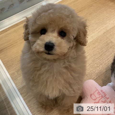 トイ・プードルの写真