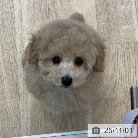 神奈川県のトイプードル(トイ) (ペットプラス ビアレ横浜店/2025年8月11日生まれ/女の子/クリーム)の子犬の3枚目の画像