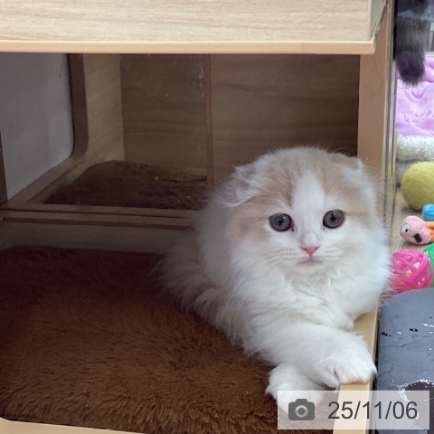 岩手県のスコティッシュフォールド (ペットプラス 盛岡南店/2025年8月25日生まれ/女の子/クリームタビーホワイト)の子猫の4枚目の画像