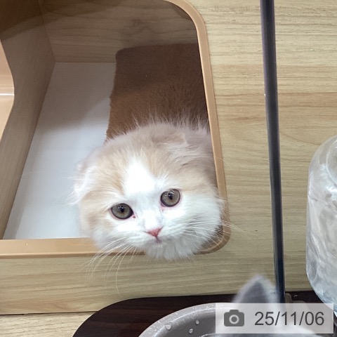 岩手県のスコティッシュフォールド (ペットプラス 盛岡南店/2025年8月25日生まれ/女の子/クリームタビーホワイト)の子猫の3枚目の画像