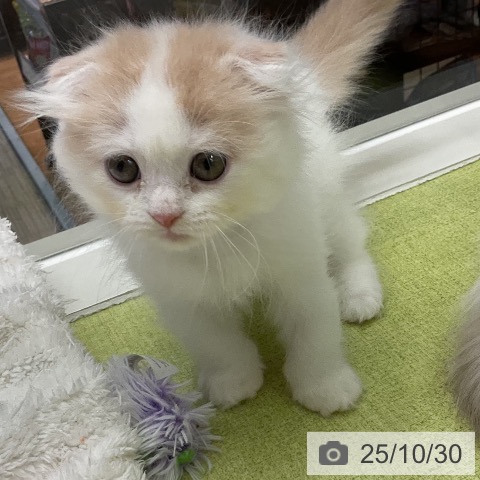 スコティッシュフォールドの写真