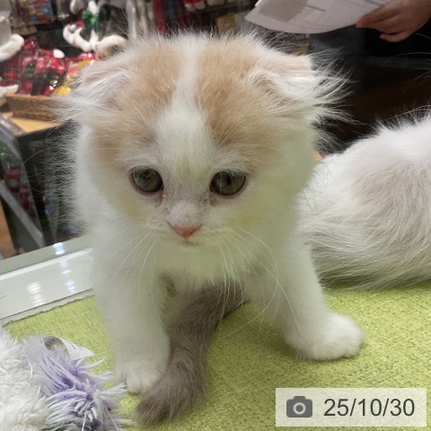 スコティッシュフォールドの写真