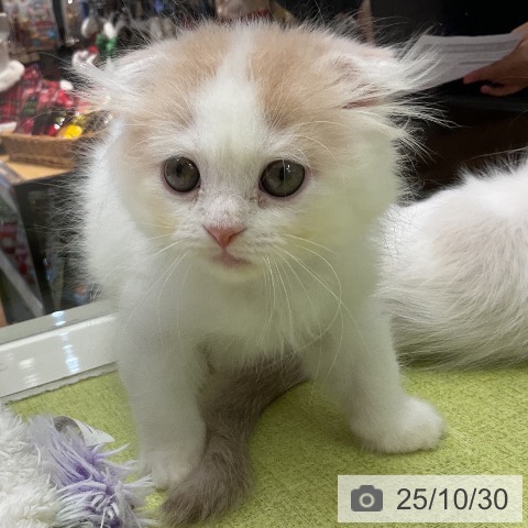 スコティッシュフォールドの写真