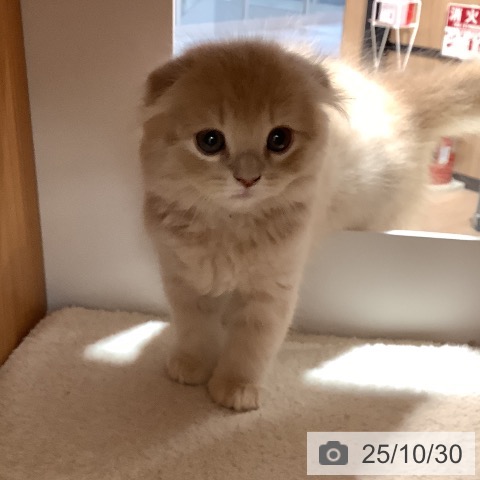 スコティッシュフォールドの写真