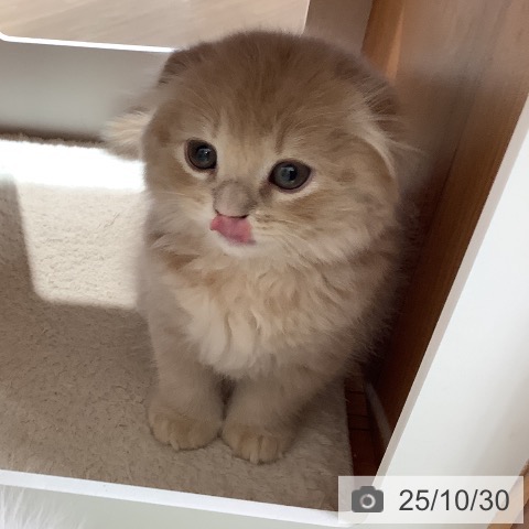 スコティッシュフォールドの写真