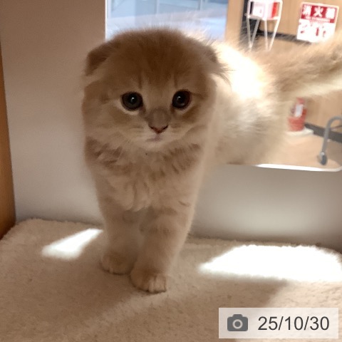 スコティッシュフォールドの写真