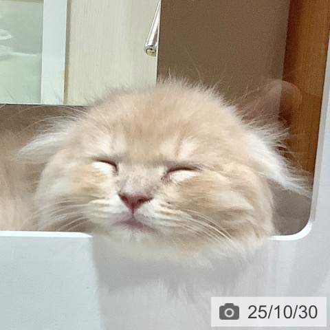 スコティッシュフォールドの写真