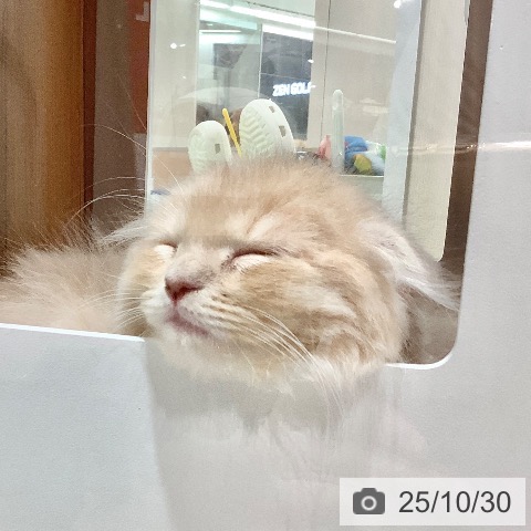 スコティッシュフォールドの写真