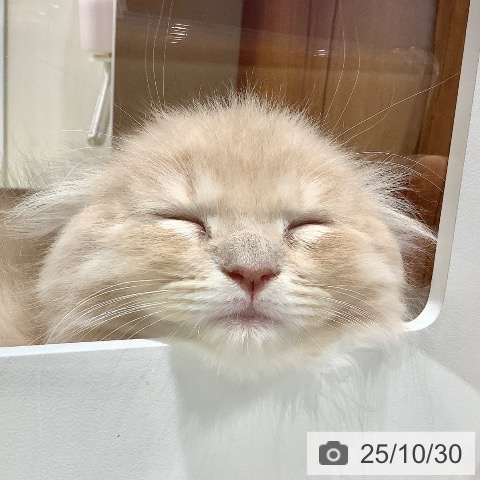 スコティッシュフォールドの写真