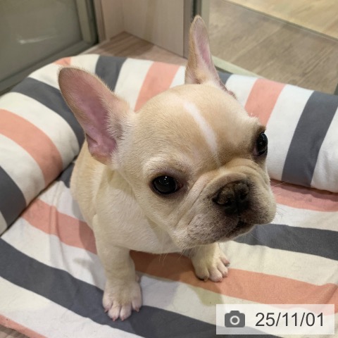 フレンチ・ブルドッグの写真