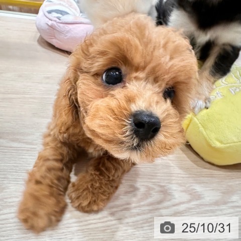 トイ・プードルの写真